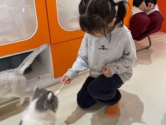-三花喵·撸猫购宠·宠物生活馆(虹桥南丰城店)