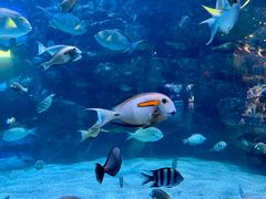 -海合安成都极地海洋公园