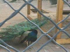 -长白岛森林公园