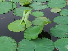 -三圣花乡旅游区