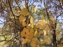 -金塔沙漠胡杨林景区