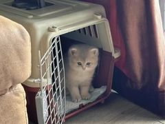 -猫十亿·布偶金渐层·曼基康矮脚猫舍(青年路店)