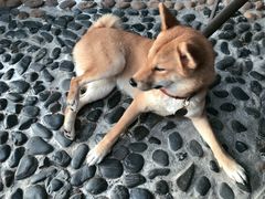 -柴犬高等学院·狗咖·柴犬售卖·宠物训练