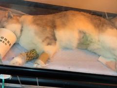 -北京恒爱动物医院(清景园分院)