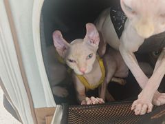 -佳雯宠物医院·皮肤科·内外科(春晓路分院)