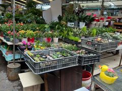 -曲阳花鸟市场(曲阳路店)
