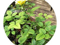 -新竹里馆·花园餐厅(兴苑路店)