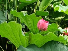 -亚沙水生植物园