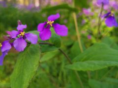 -上海共青森林公园