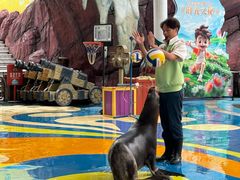 -海合安成都极地海洋公园
