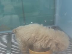 -FAELING PETS美天灵宠物(合生汇店)
