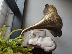 -吉丁鸟咖·异宠·寄养