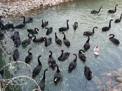 -长白岛森林公园