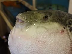 -天正河鲀·河豚亭(大连店)