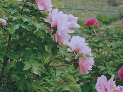 -洛阳市隋唐城遗址植物园