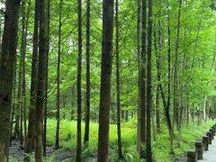 -桤木河湿地公园