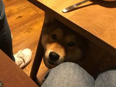 -柴务处·柴犬主题狗咖