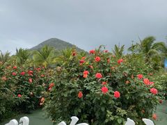 -亚龙湾国际玫瑰谷