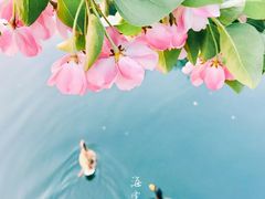 -海棠花溪(元大都城垣遗址公园)