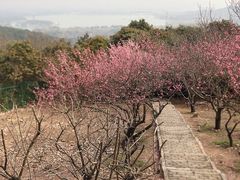 -香雪海