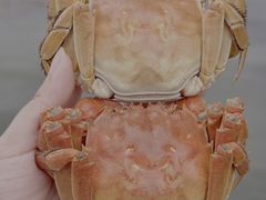 -品鲜村农家菜·阳澄湖大闸蟹(总店)