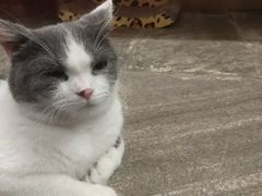 -猫咪博物馆(顶澳仔猫街店)