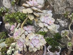 -桂林市花鸟市场