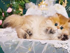 -青奢宠物·青奢猫舍