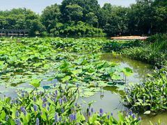 -西溪国家湿地公园