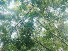 -大屏嶂森林公园