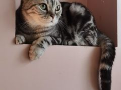 -猫儿山۰猫主题餐厅