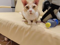 -1013 PET SHOP精品宠物商店(丁香店)