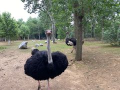 -大连森林动物园