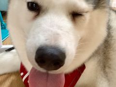 小苹果-Husky Go! 哈士奇体验馆·宠物咖啡厅狗咖
