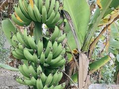 -云溪植物园