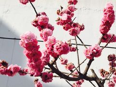 -石家庄市植物园