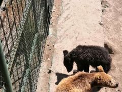 -新疆天山野生动物园