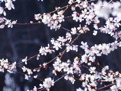 -杭州植物园
