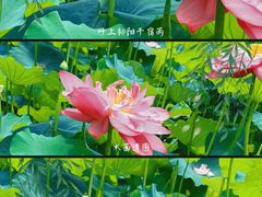 -黄兴公园