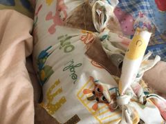 -米苏动物医院·犬猫专科·骨科外科内窥镜