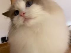-啵啵喵·猫咖(攀华国际店)