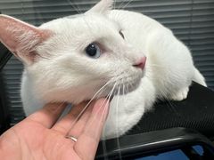 -顺强宠物诊所·狂犬免疫·夜诊·骨科(嘉定店)