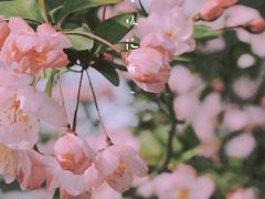 -莫愁湖公园
