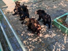 -西霞口神雕山野生动物世界