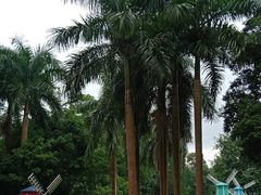 -南宁良凤江国家森林公园