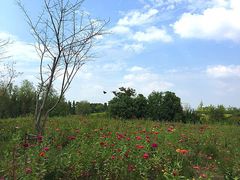 -梁鸿国家湿地公园
