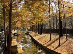 -白水寺森林公园