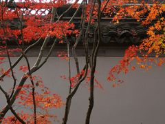 -秋霞圃