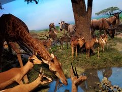 -国家自然博物馆