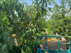 -樂桃源奉贤黄桃种植采摘基地